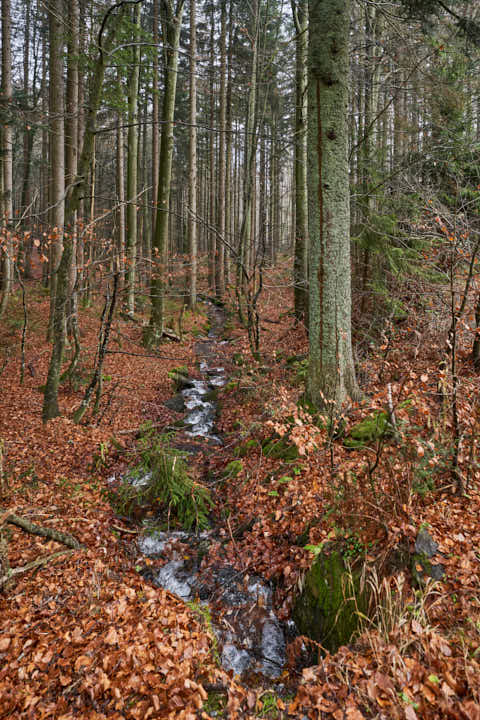 Gemeinde Sankt_Oswald-Riedlhütte Landkreis Freyung-Grafenau Großer Rachel Wanderweg Bachlauf (Dirschl Johann) Deutschland FRG